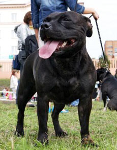 стаффордширский бультерьер